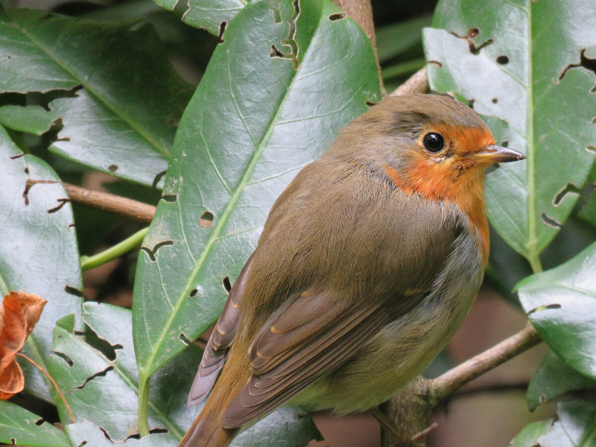 Kızılgerdan » European Robin » Erithacus rubecula