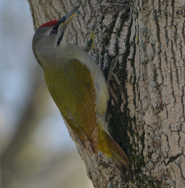 Küçük yeşil ağaçkakan » Grey-headed Woodpecker » Picus canus