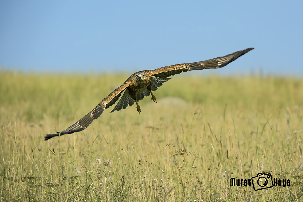 Şahin » Common Buzzard » Buteo buteo