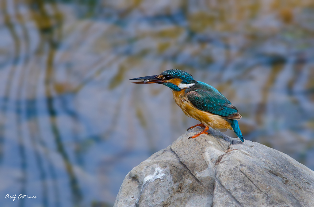 Yalıçapkını » Common Kingfisher » Alcedo atthis