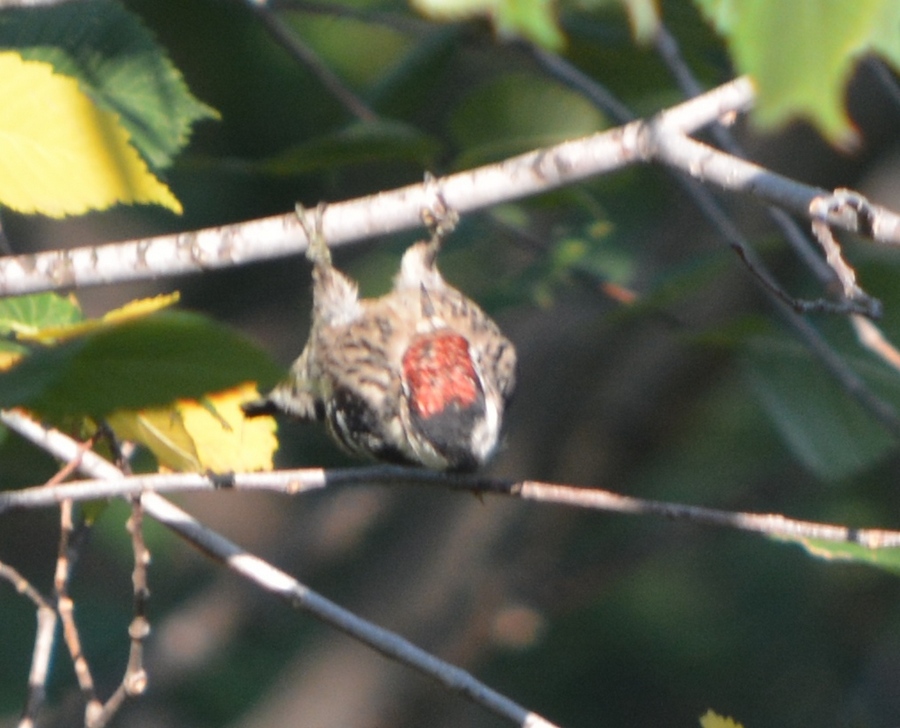 Küçük ağaçkakan » Lesser Spotted Woodpecker » Dryobates minor