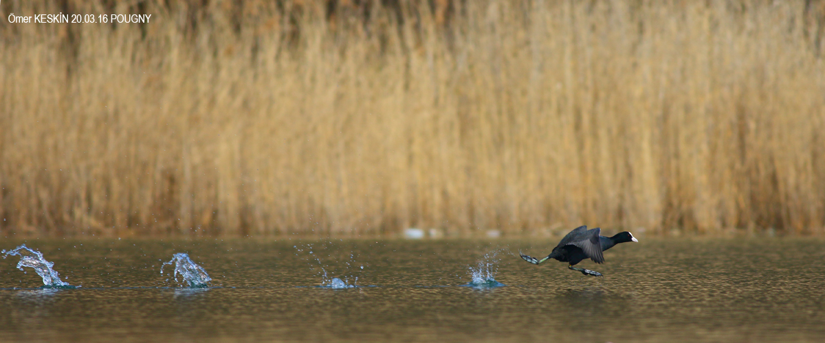 Sakarmeke » Eurasian Coot » Fulica atra