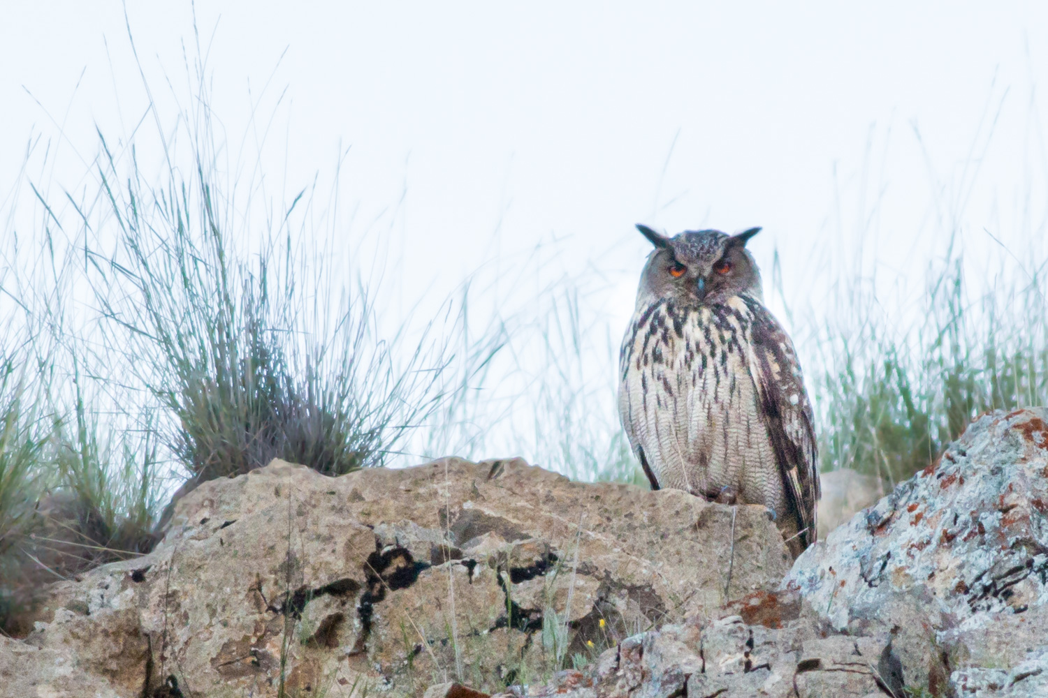 Puhu » Eurasian Eagle-Owl » Bubo bubo
