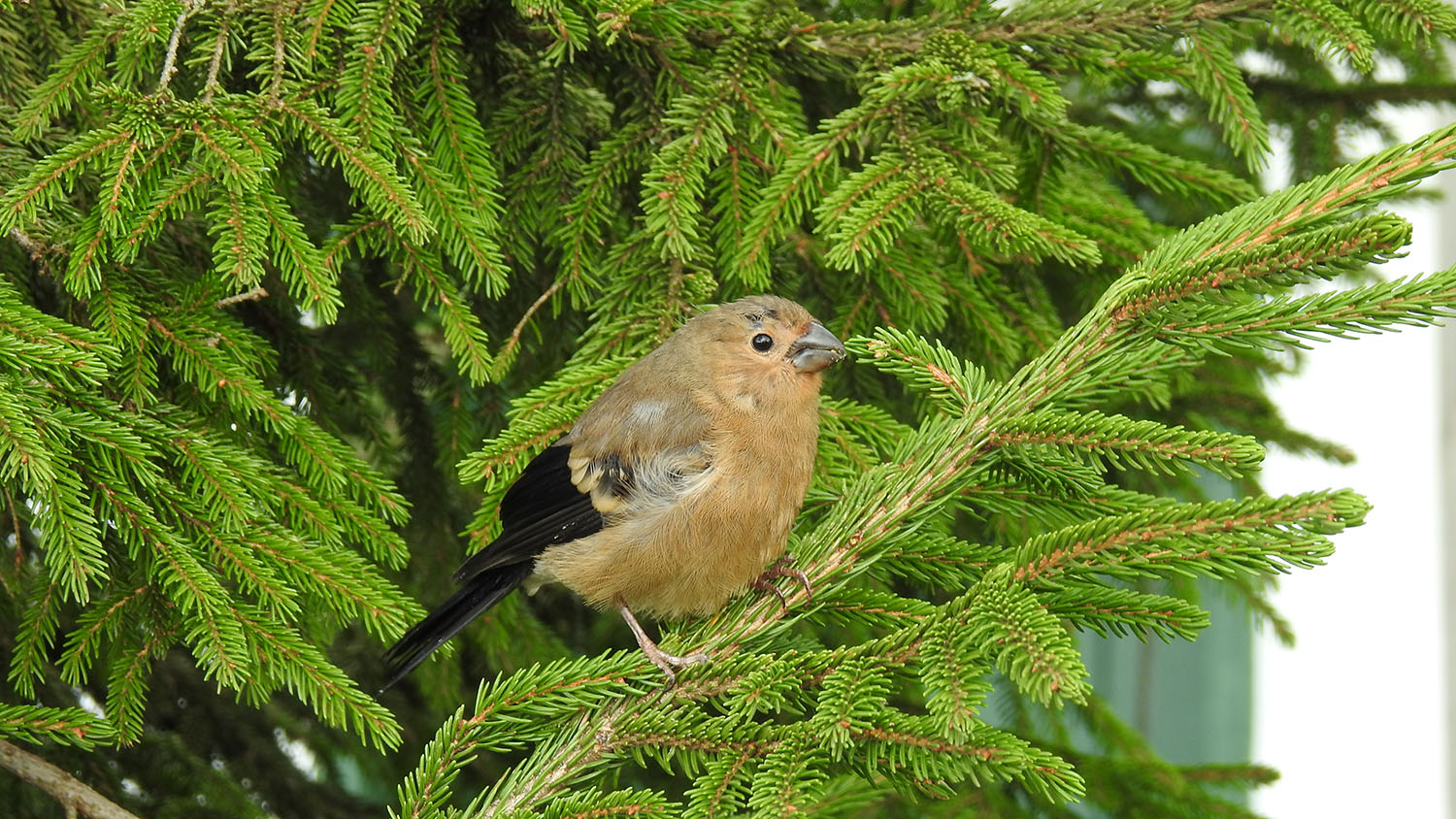 Şakrak » Eurasian Bullfinch » Pyrrhula pyrrhula