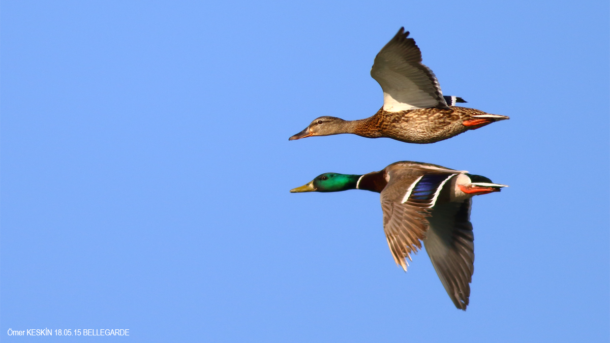 Yeşilbaş » Mallard » Anas platyrhynchos