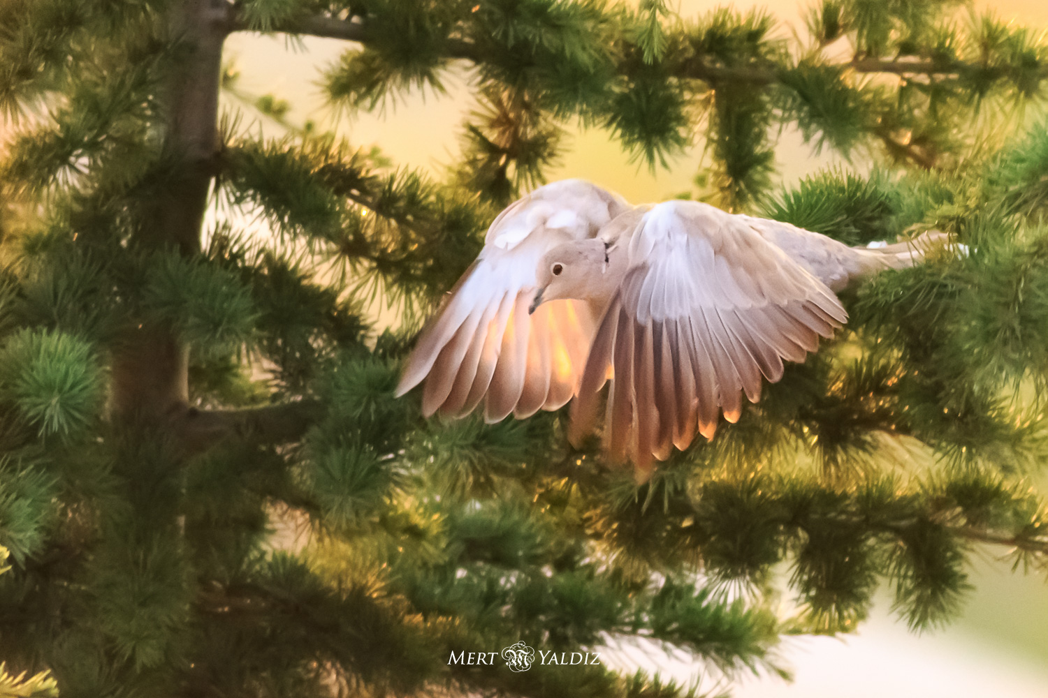Kumru » Eurasian Collared Dove » Streptopelia decaocto