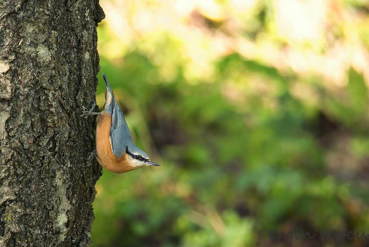 Sıvacı » Eurasian Nuthatch » Sitta europaea
