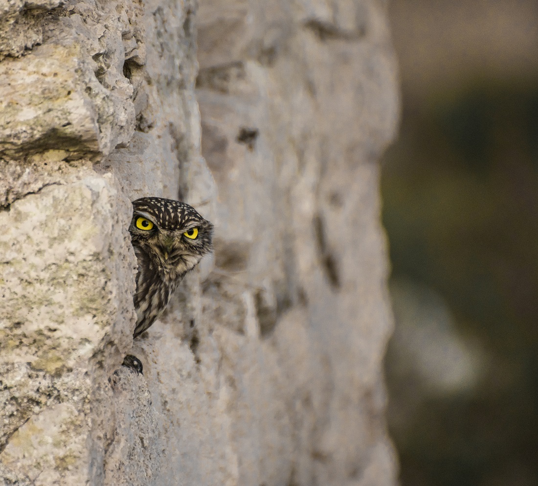 Kukumav » Little Owl » Athene noctua