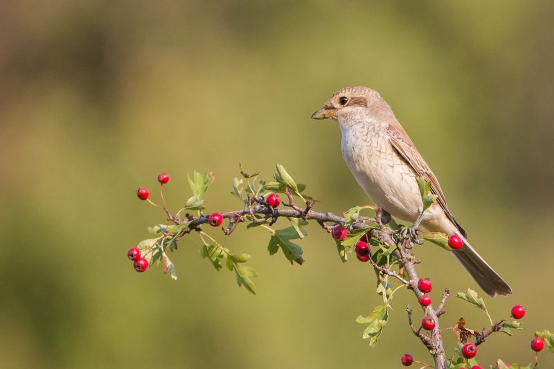 Kızılsırtlı örümcekkuşu » Red-backed Shrike » Lanius collurio