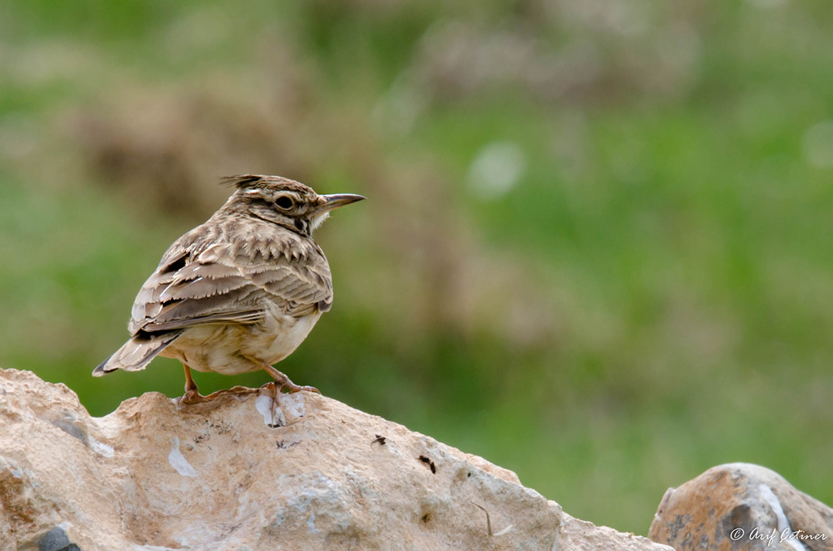 Tepeli Toygar » Crested Lark » Galerida cristata