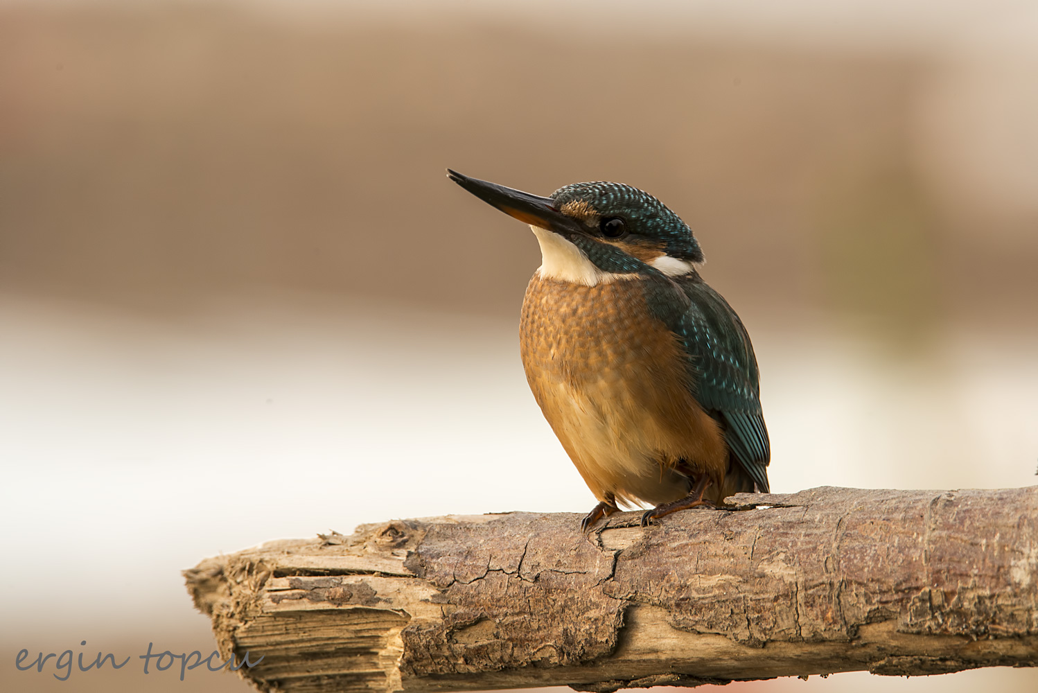 Yalıçapkını » Common Kingfisher » Alcedo atthis