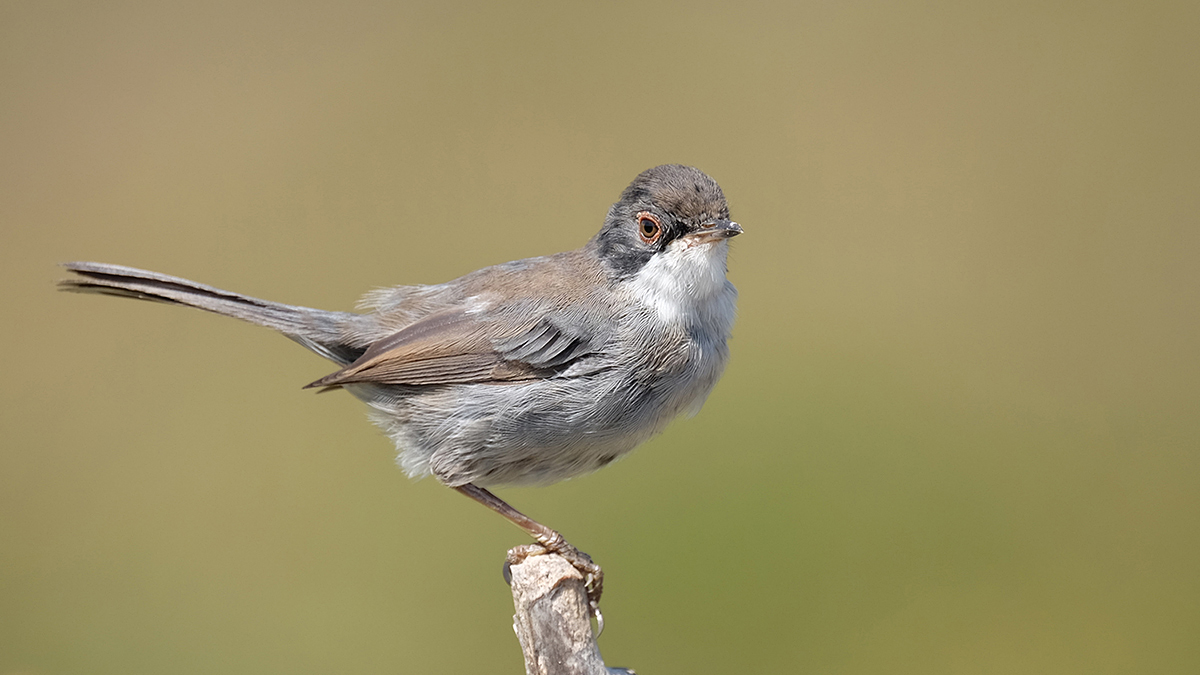 Maskeli ötleğen » Sardinian Warbler » Sylvia melanocephala
