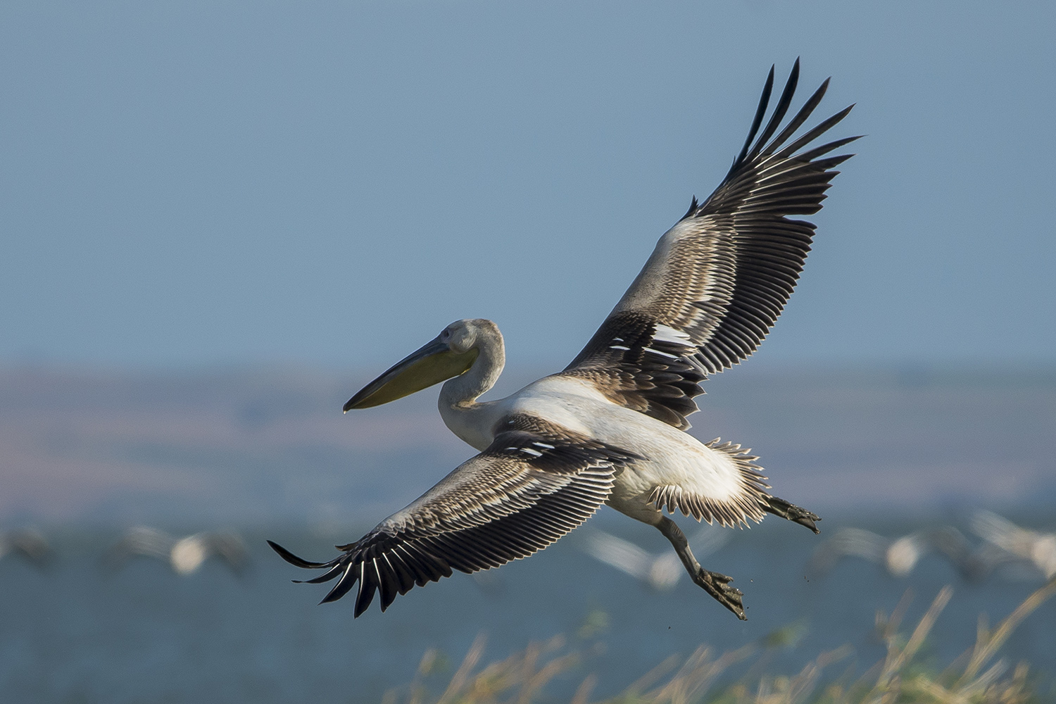 Ak pelikan » Great White Pelican » Pelecanus onocrotalus