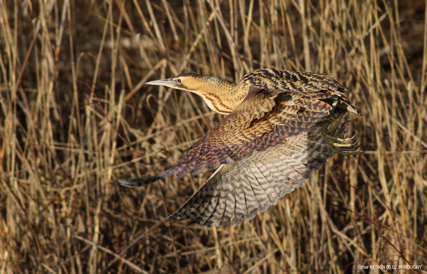 Balaban » Eurasian Bittern » Botaurus stellaris