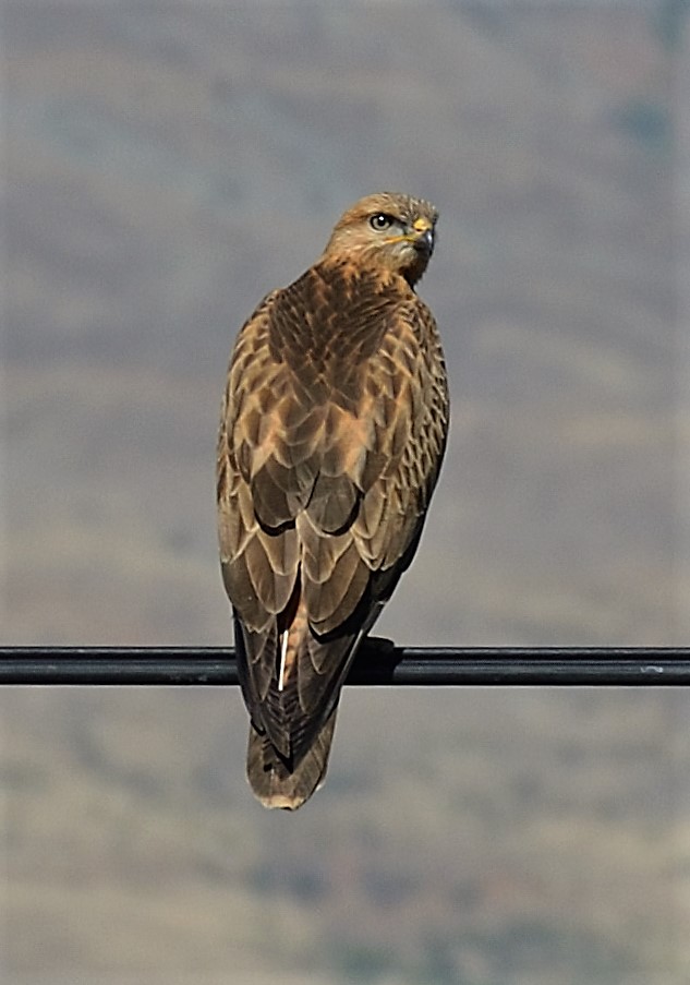 Kızıl şahin » Long-legged Buzzard » Buteo rufinus