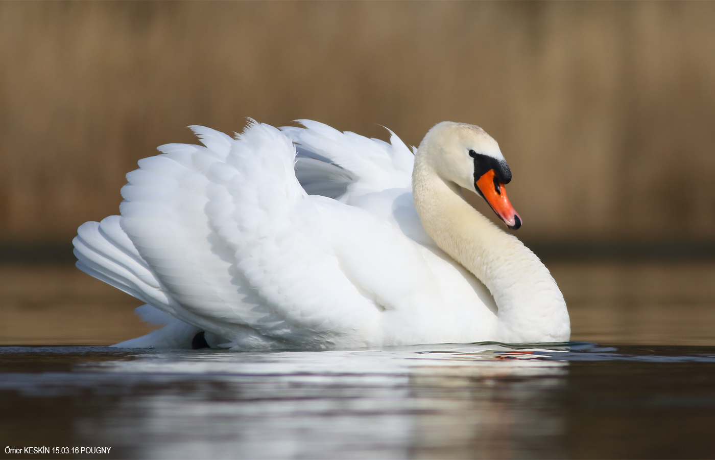 Kuğu » Mute Swan » Cygnus olor
