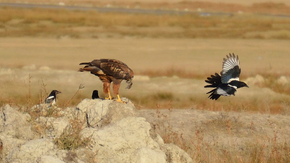 Kızıl şahin » Long-legged Buzzard » Buteo rufinus