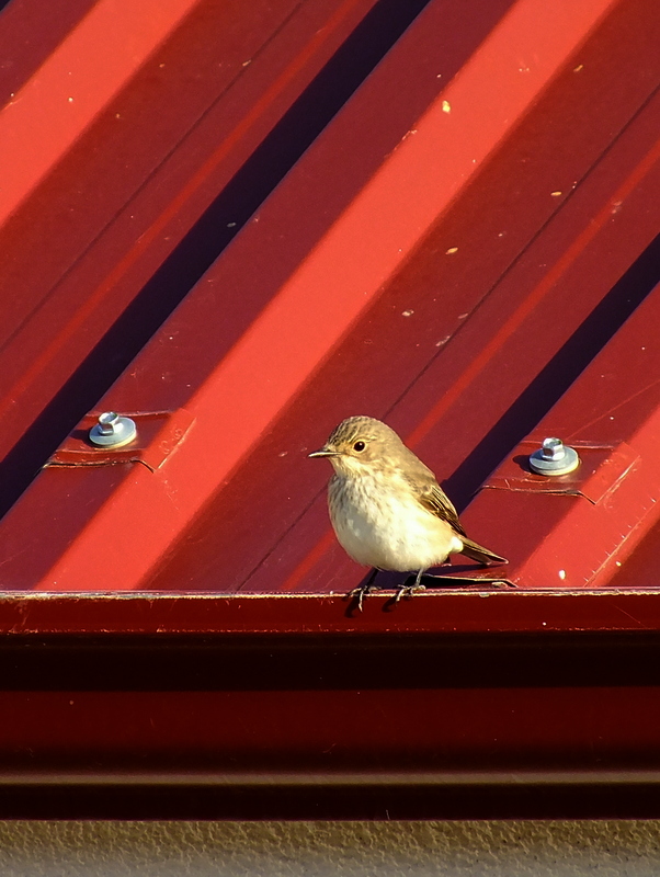 Benekli sinekkapan » Spotted Flycatcher » Muscicapa striata