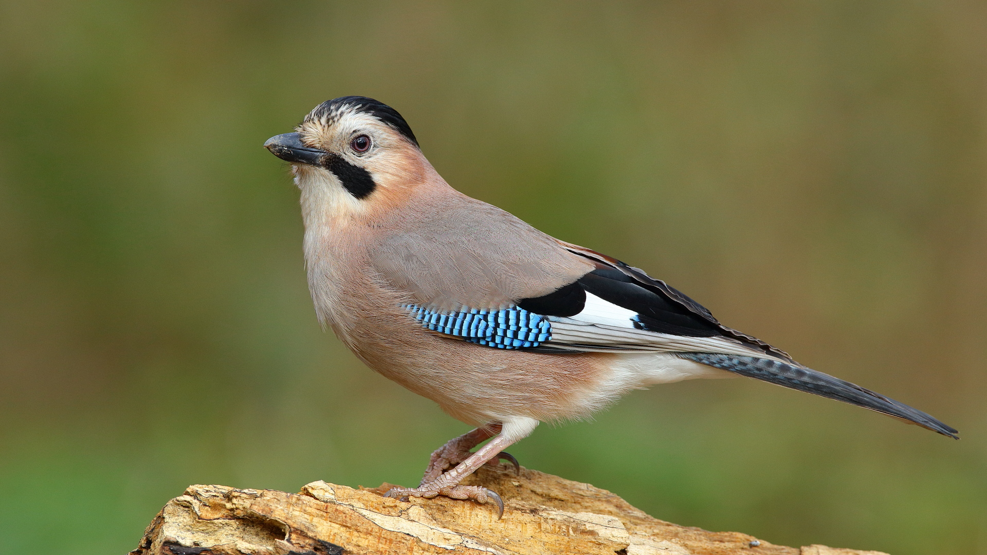 Alakarga » Eurasian Jay » Garrulus glandarius