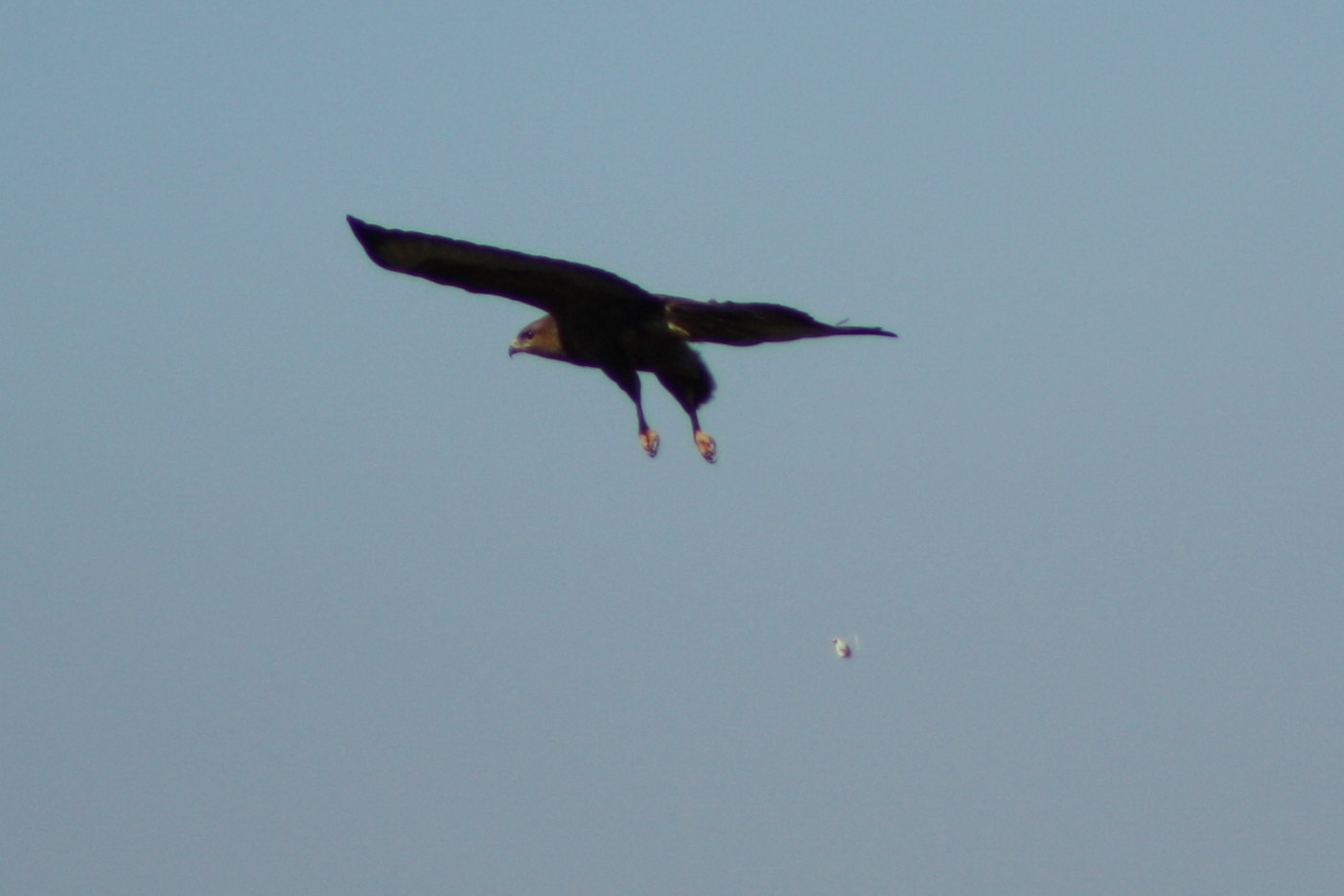 Kızıl şahin » Long-legged Buzzard » Buteo rufinus