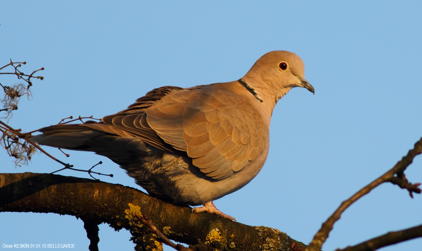 Kumru » Eurasian Collared Dove » Streptopelia decaocto