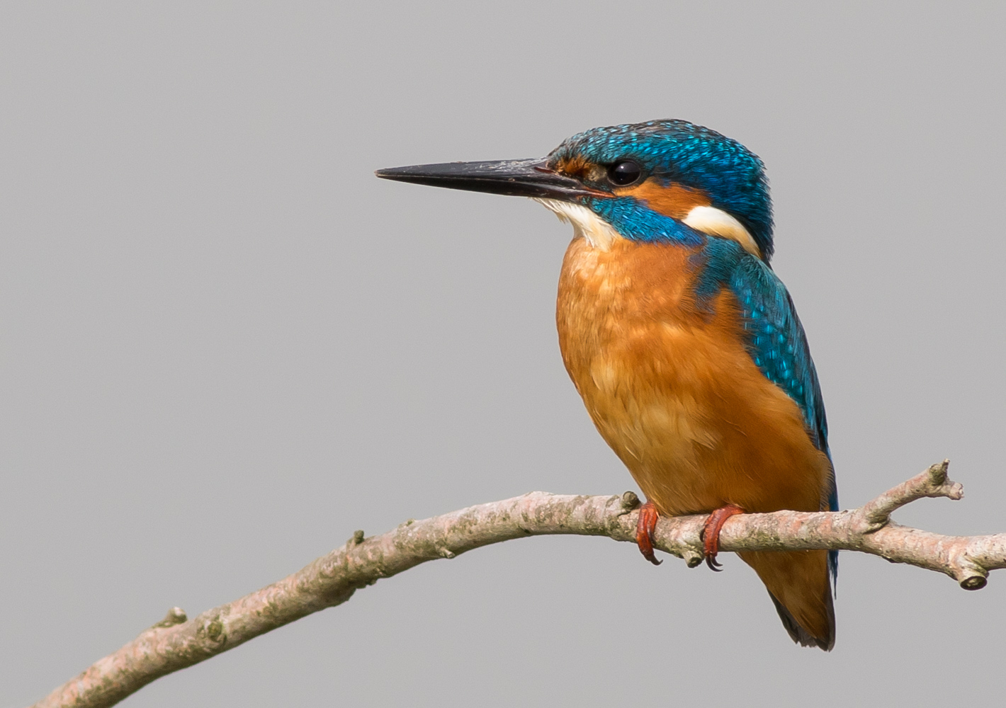 Yalıçapkını » Common Kingfisher » Alcedo atthis