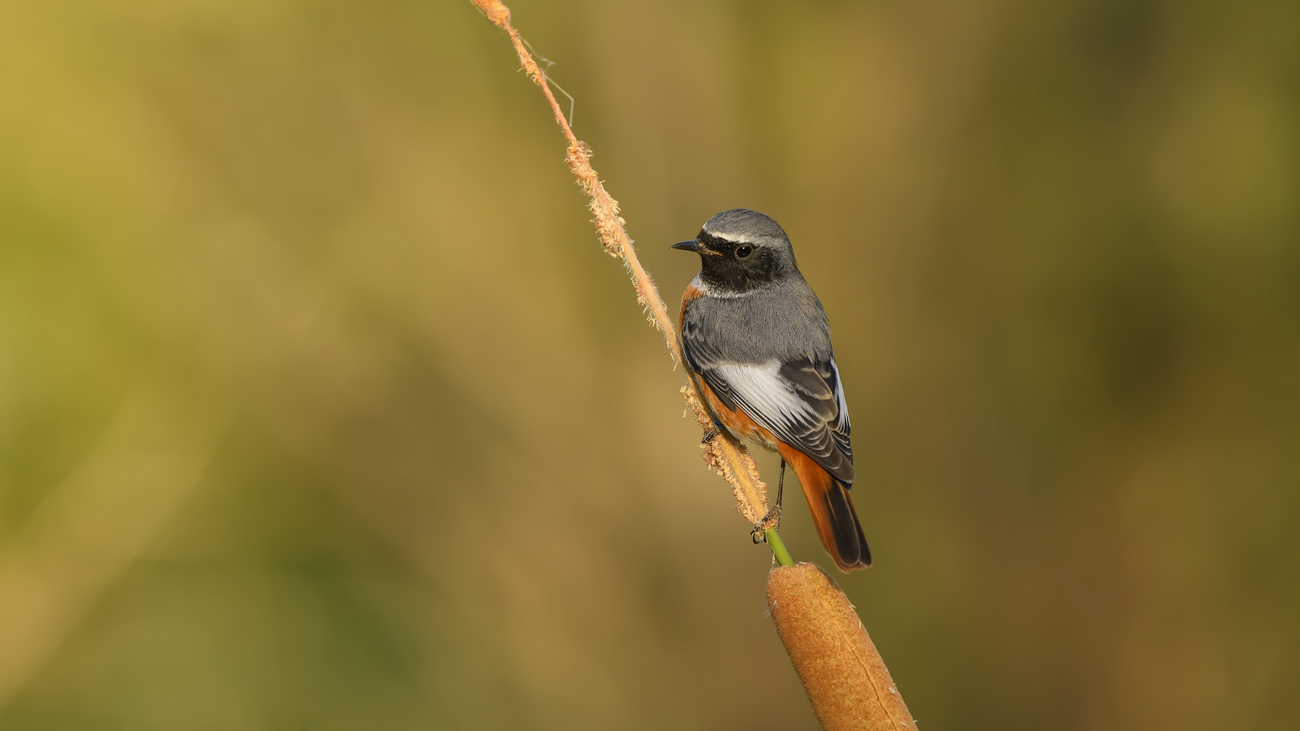 Kızılkuyruk » Common Redstart » Phoenicurus phoenicurus