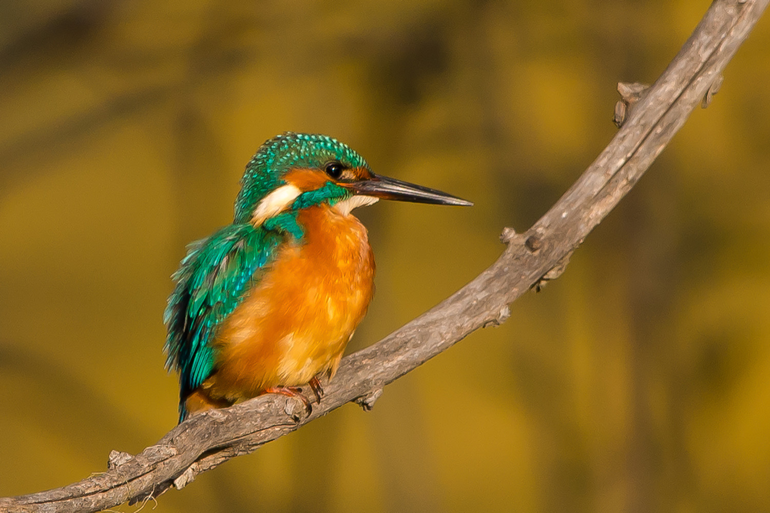 Yalıçapkını » Common Kingfisher » Alcedo atthis
