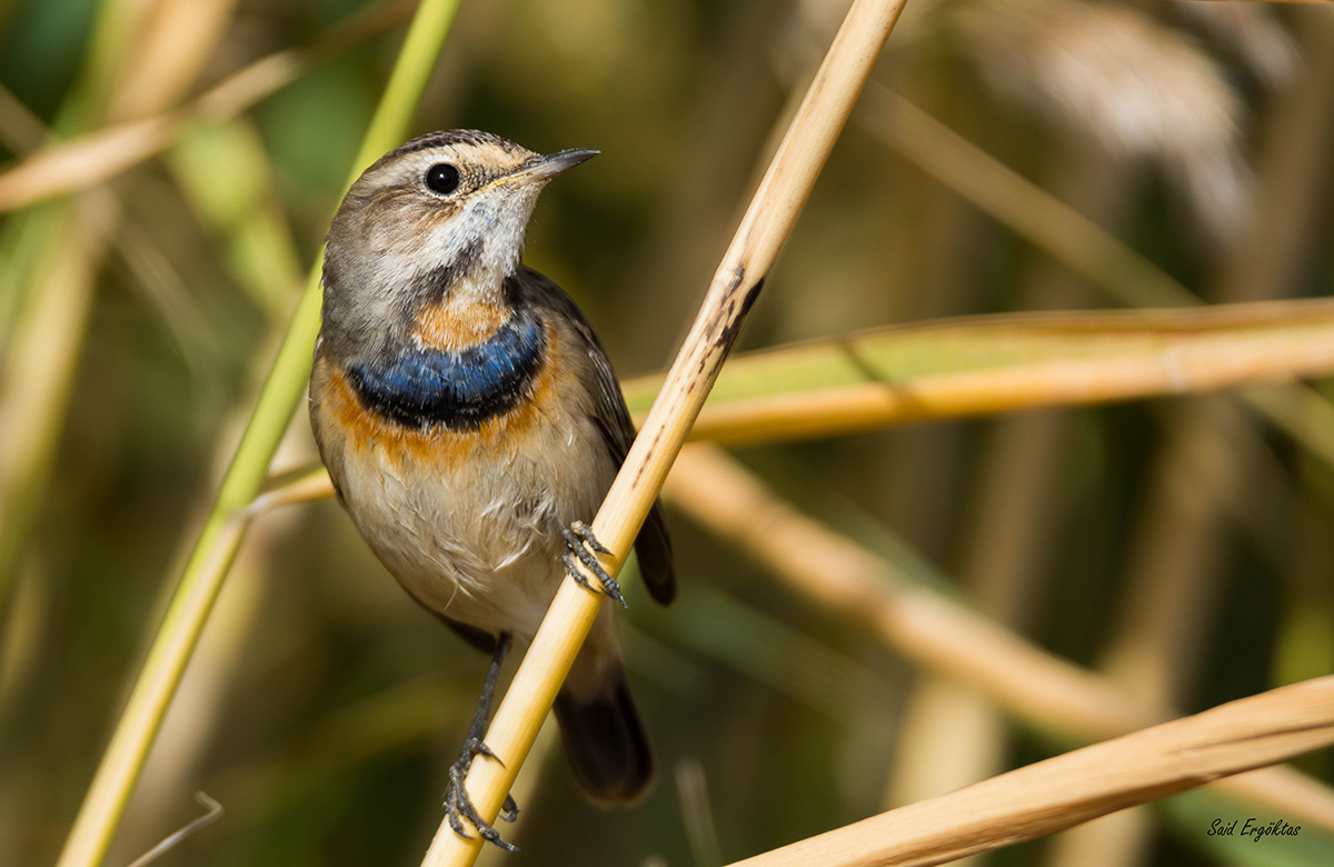 Mavigerdan » Bluethroat » Luscinia svecica