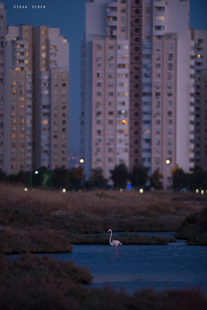 Flamingo » Greater Flamingo » Phoenicopterus roseus