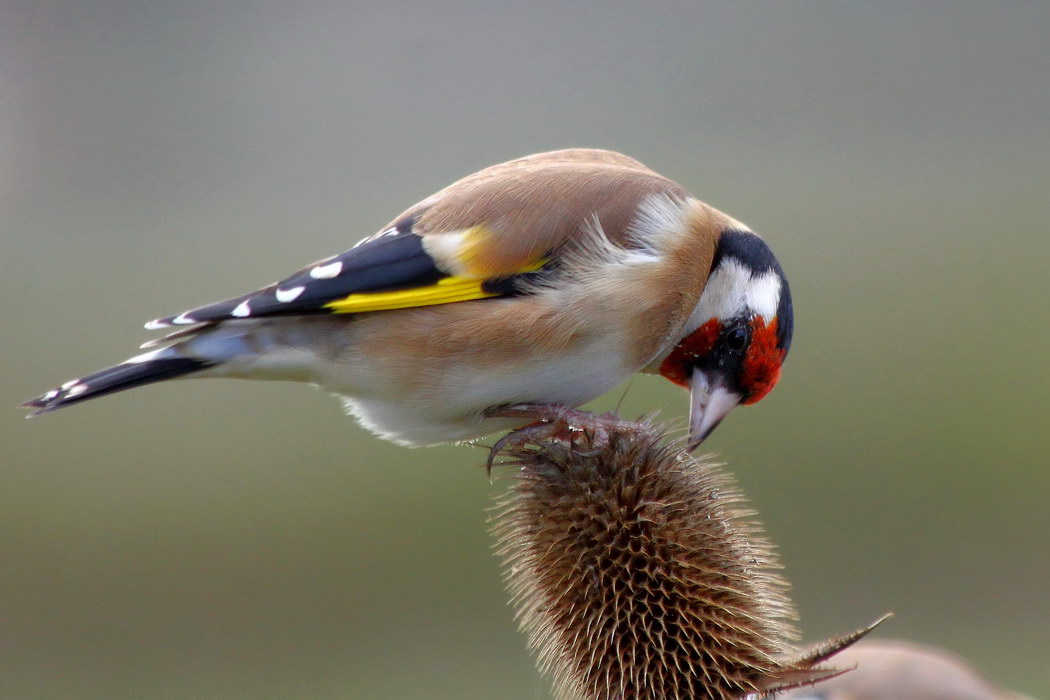 Saka » European Goldfinch » Carduelis carduelis