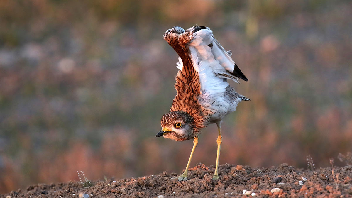 Kocagöz » Eurasian Stone-curlew » Burhinus oedicnemus
