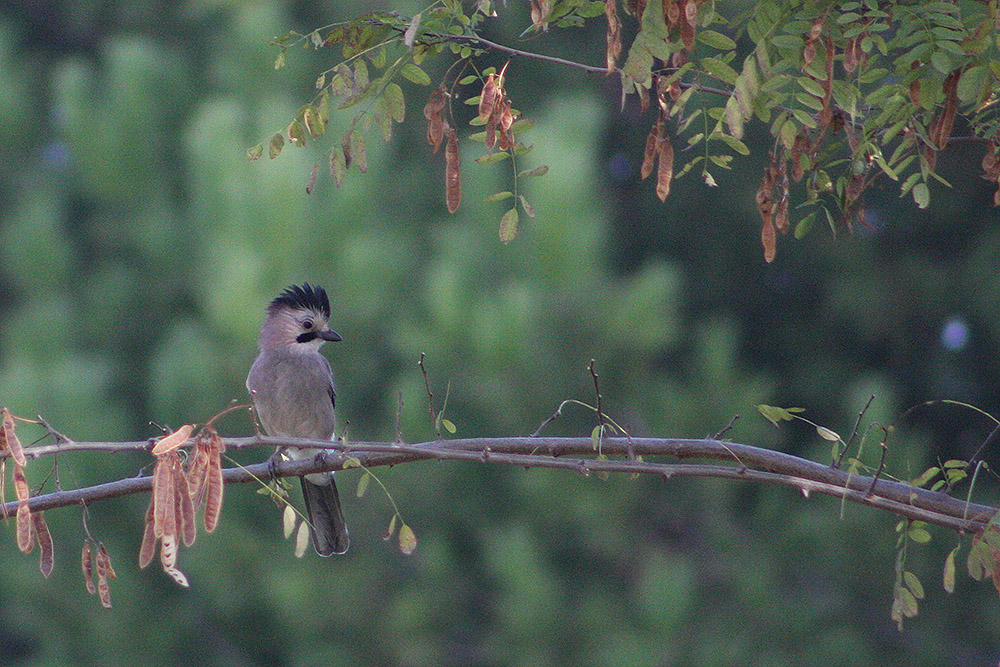Alakarga » Eurasian Jay » Garrulus glandarius