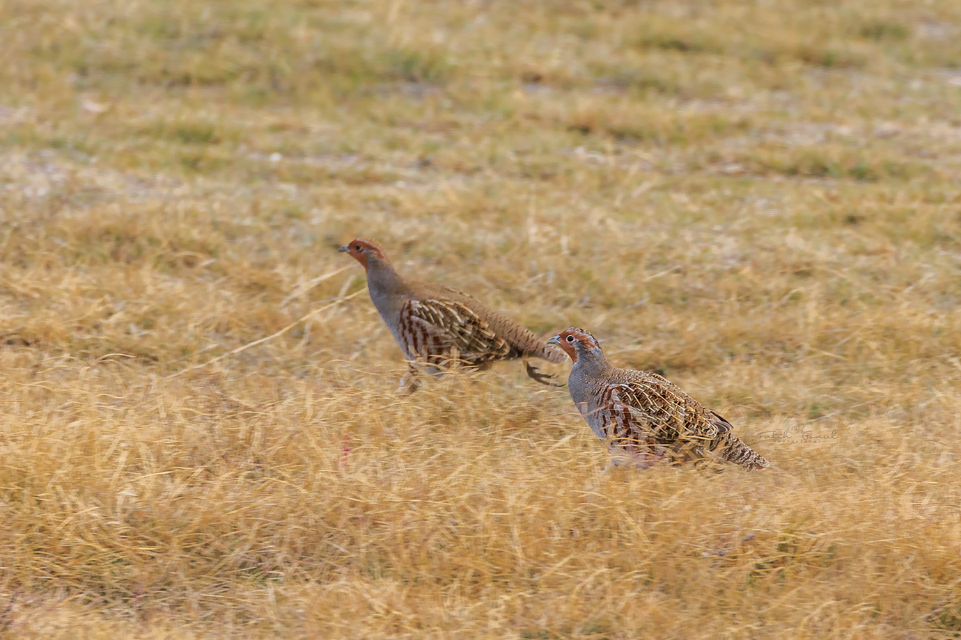 Çilkeklik » Grey Partridge » Perdix perdix