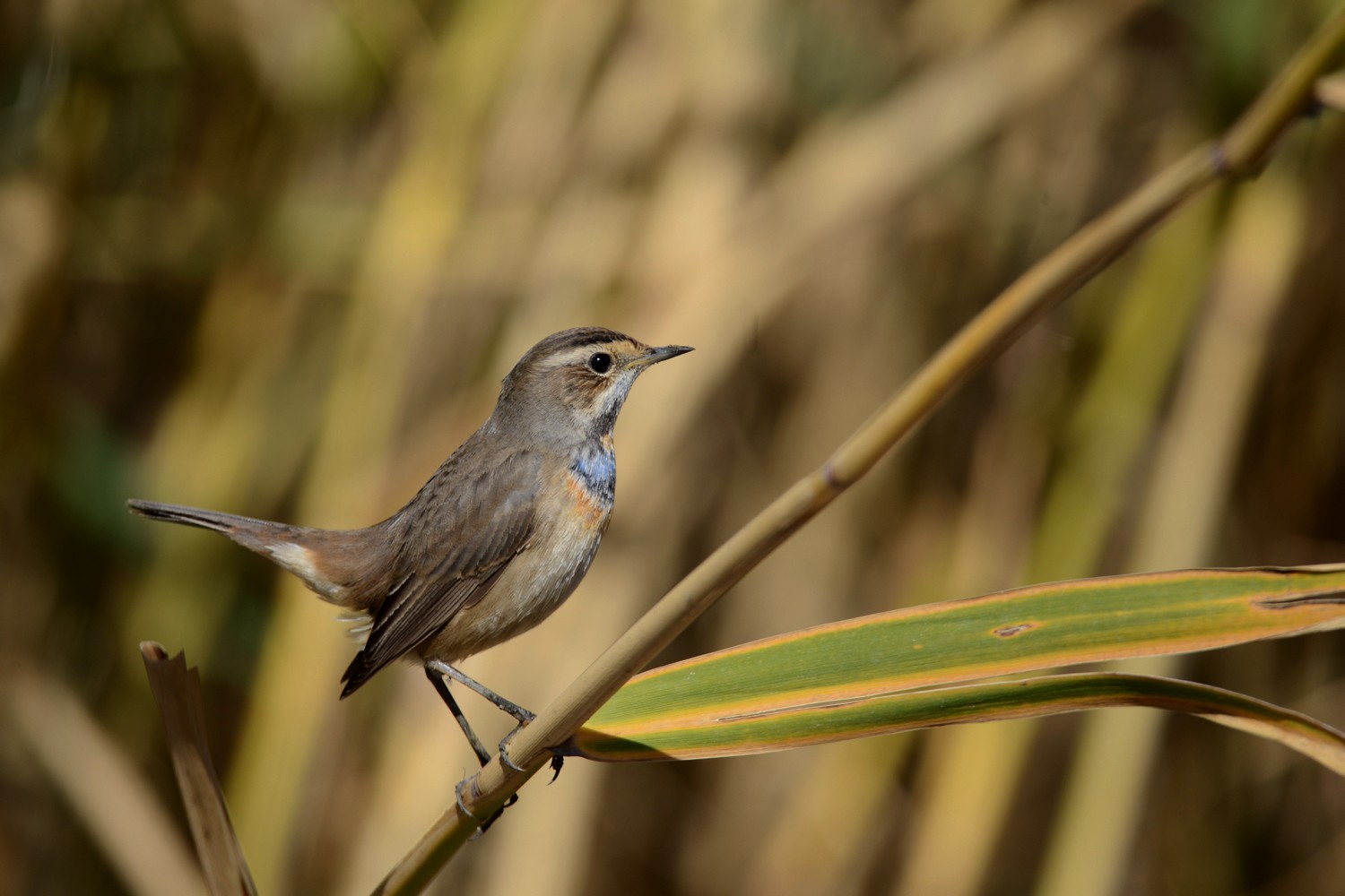 Mavigerdan » Bluethroat » Luscinia svecica