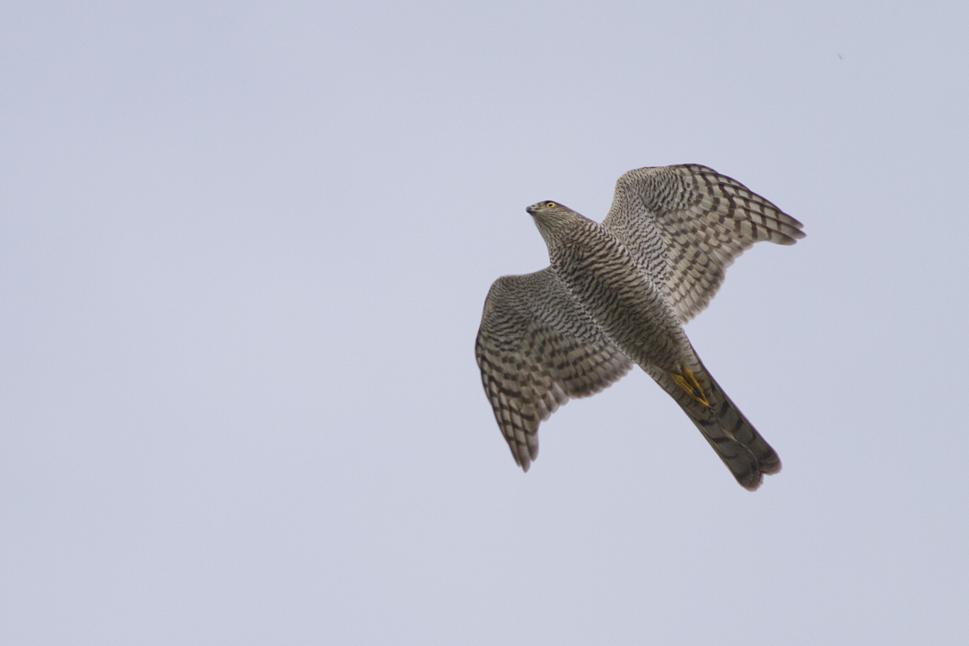 Atmaca » Eurasian Sparrowhawk » Accipiter nisus
