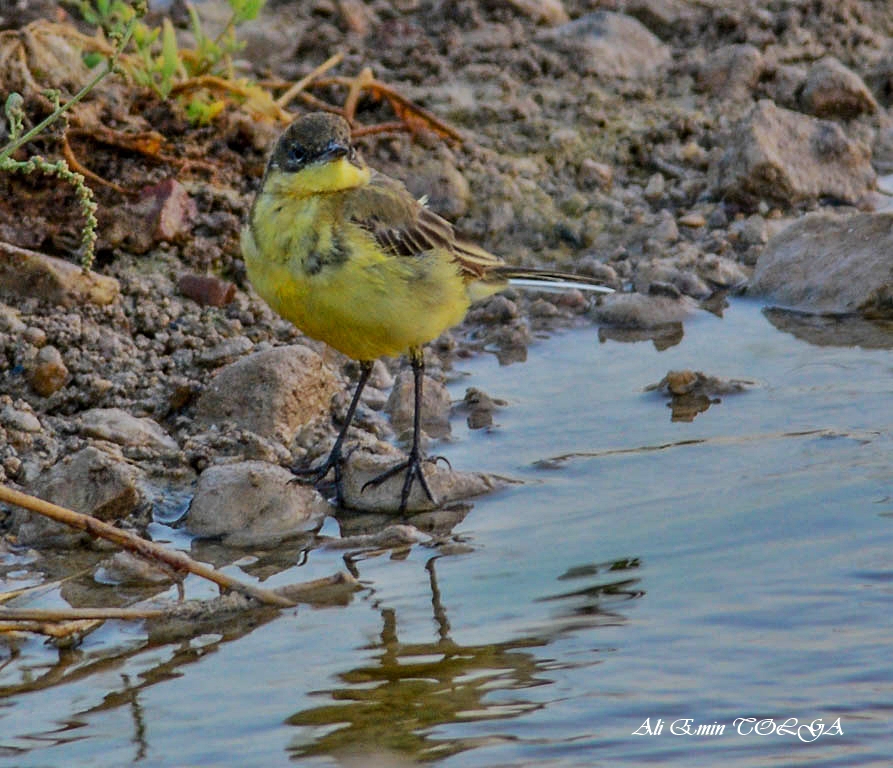 Sarı kuyruksallayan » Western Yellow Wagtail » Motacilla flava