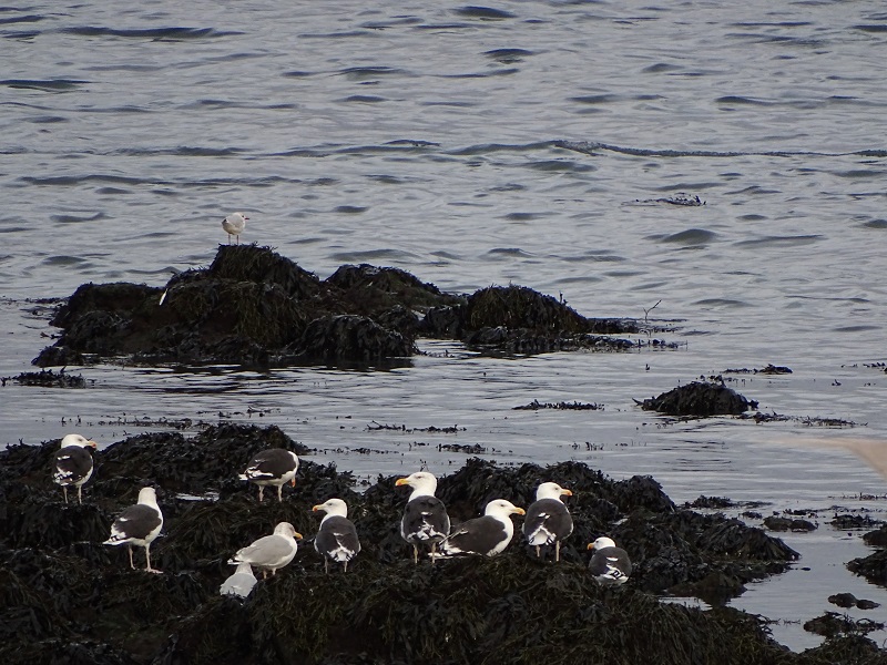 Büyük karasırtlı martı » Great Black-backed Gull » Larus marinus