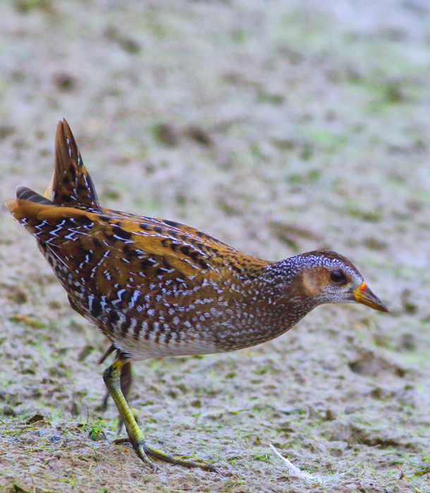 Benekli suyelvesi » Spotted Crake » Porzana porzana