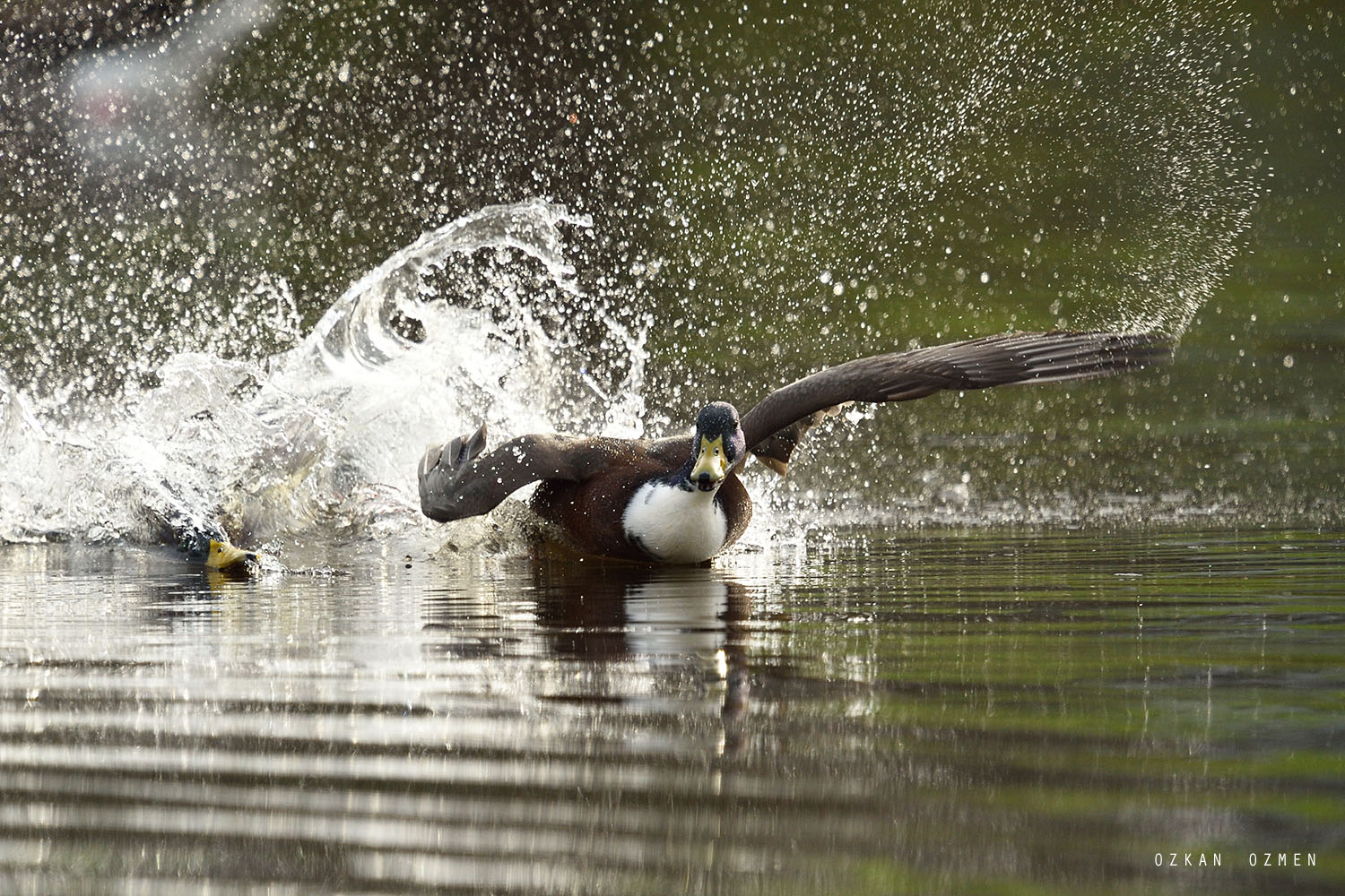Yeşilbaş » Mallard » Anas platyrhynchos