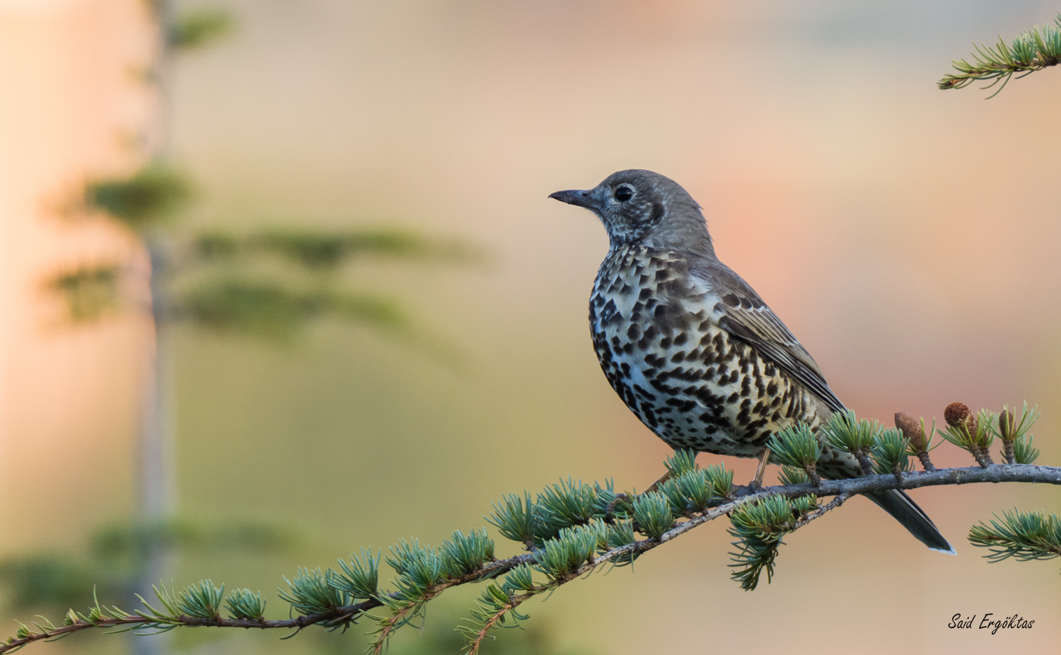 Ökse ardıcı » Mistle Thrush » Turdus viscivorus