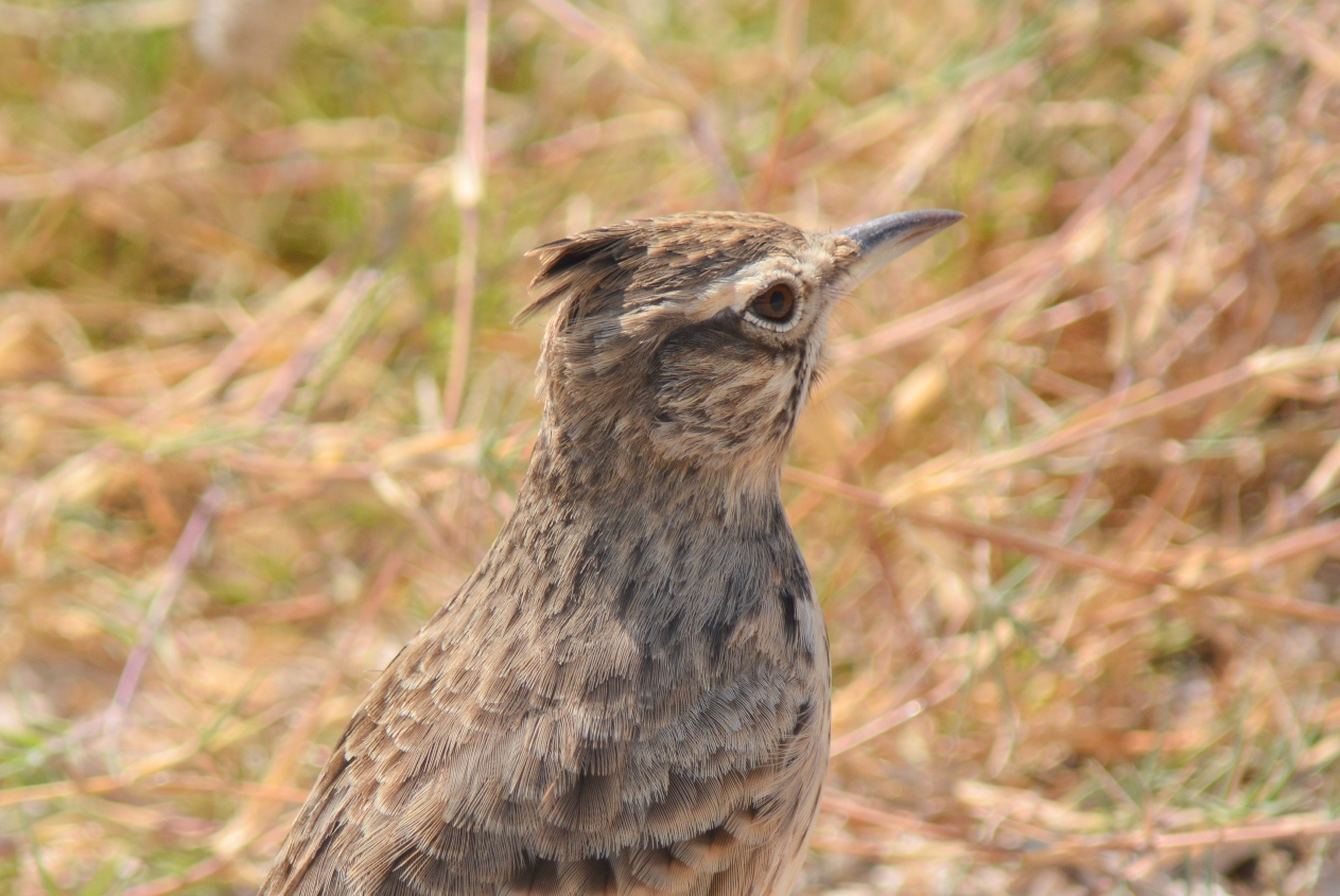 Tepeli Toygar » Crested Lark » Galerida cristata
