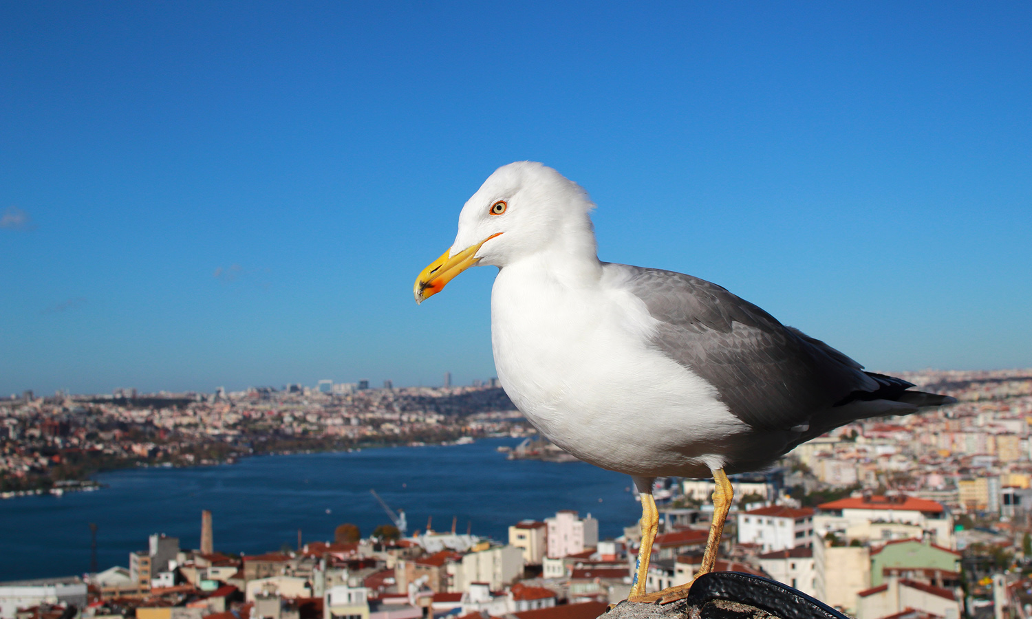Gümüş martı » Yellow-legged Gull » Larus michahellis