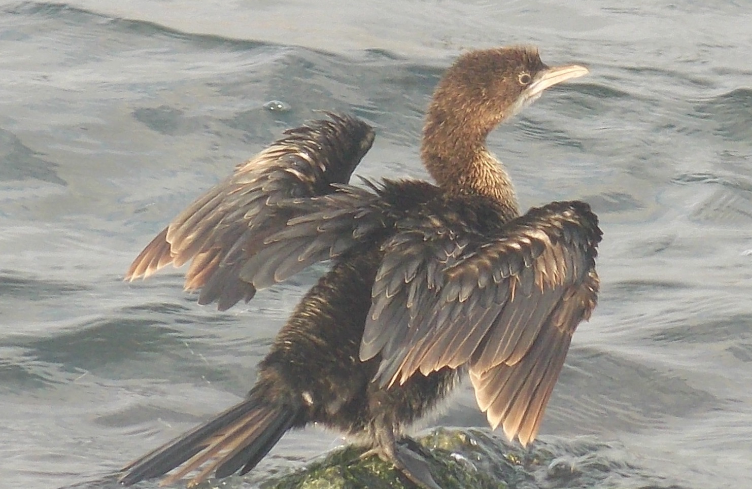 Küçük karabatak » Pygmy Cormorant » Microcarbo pygmaeus