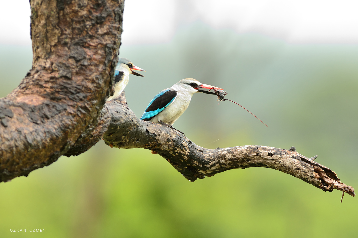 Yalıçapkını » Common Kingfisher » Alcedo atthis