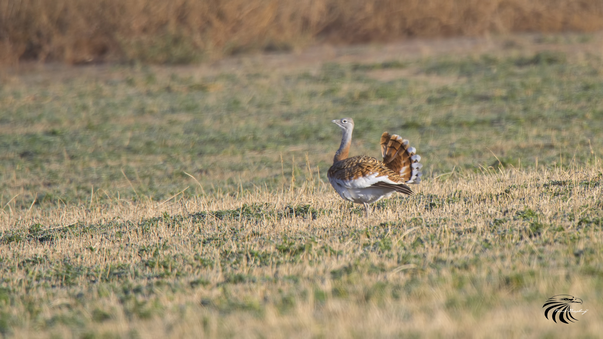 Toy » Great Bustard » Otis tarda