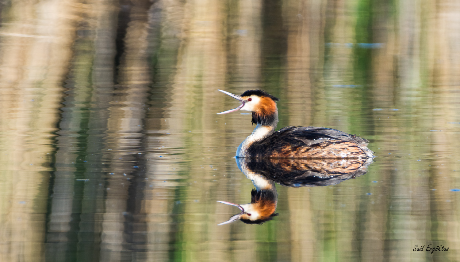 Bahri » Great Crested Grebe » Podiceps cristatus