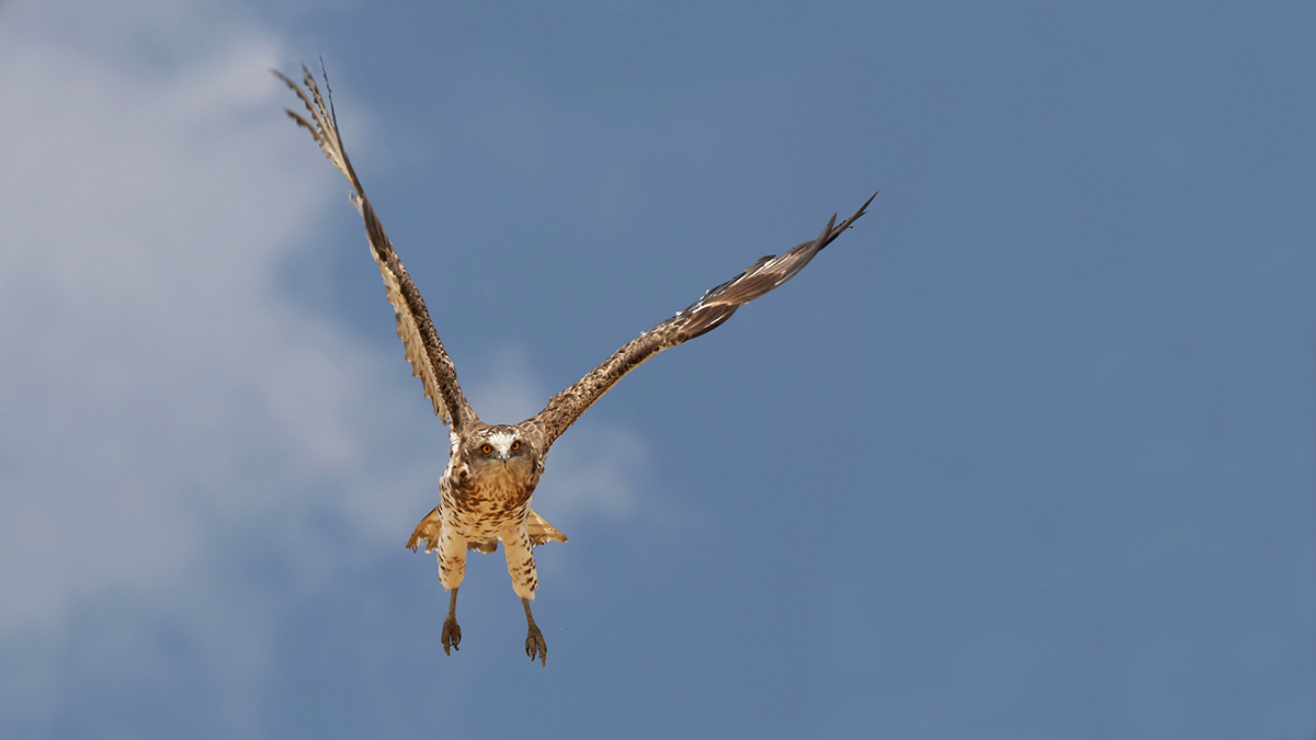Yılan kartalı » Short-toed Snake Eagle » Circaetus gallicus