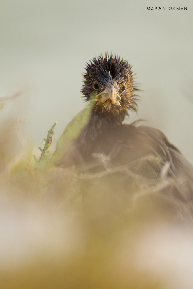Küçük karabatak » Pygmy Cormorant » Microcarbo pygmaeus