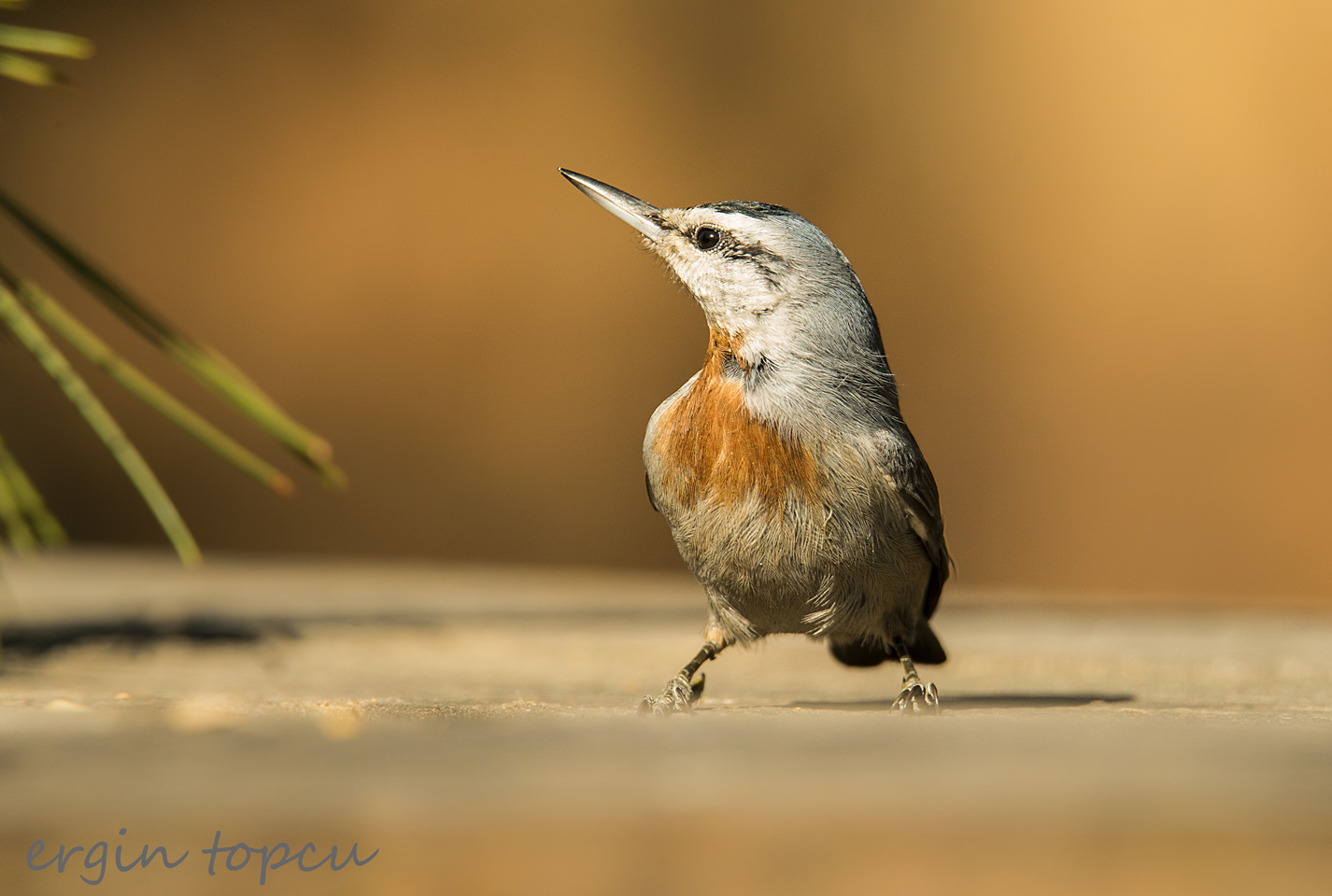 Anadolu sıvacısı » Krüper`s Nuthatch » Sitta krueperi